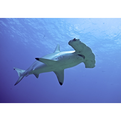 Aware Shark Conservation Diver
